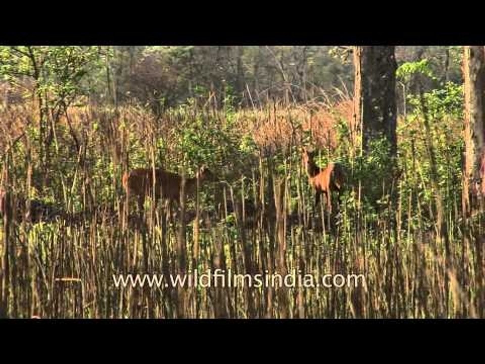 Hog deer in Kaziranga National Park