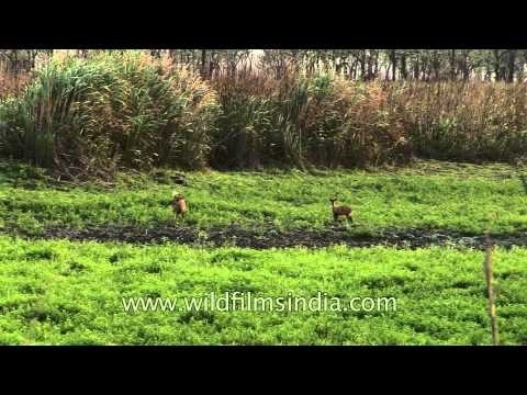 Hog deer graze in the grassland of Kaziranga National Park