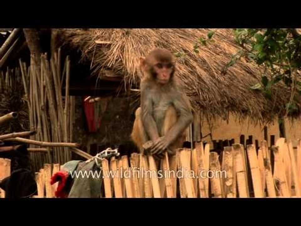 Monkey sitting on the fence - Assam