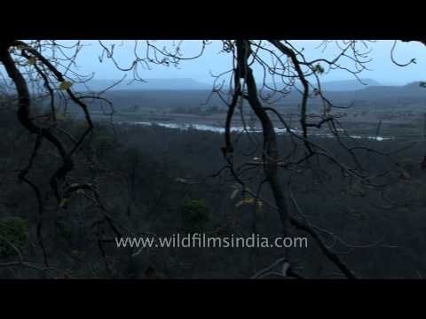 Serpent Eagle at Panna National Park - Madhya Pradesh