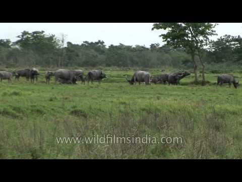 Herd of water buffaloes in Kaziranga National Park, Assam