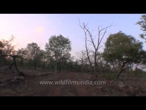 Evening safari drive deep into forest of Panna Tiger Reserve
