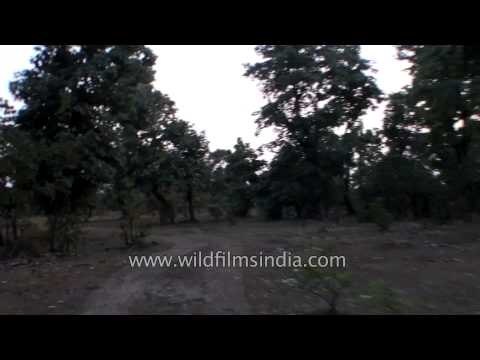 Tourists on jeep safari for village tour in Bandhavgarh, MP