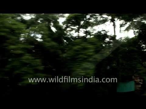 Rail journey towards Kerala crossing lush green trees