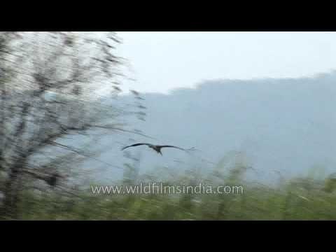 Kaziranga jeep safari - Assam