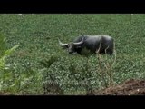 Water buffalo cool off in a pond covered with water hyacinth