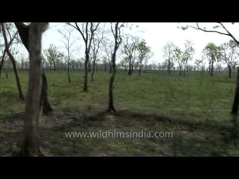 Jeep safari in Kaziranga National Park, Assam