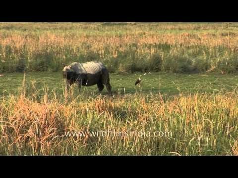 Rhino in Kaziranga National Park - Assam