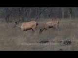 Nilgai graze on dry summer grasses of Bandipur National Park