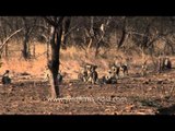 Group of Hanuman langurs in a dry forest of Southern India