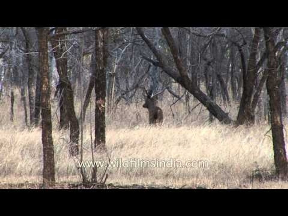 Lone Barasingha walks through dry forest