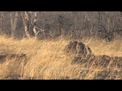 Sambhar deer with Jungle Myna riding on his back