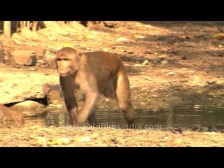 Macaques search food in the waterhole