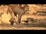 Splish splash - macaque plays with water