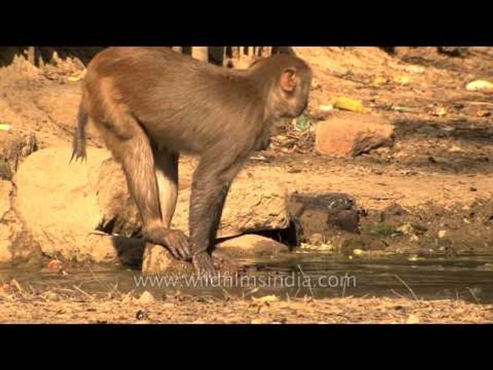 Splish splash - macaque plays with water