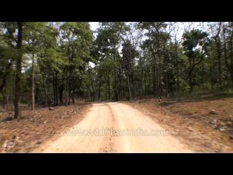 Driving inside Panna National Park in Madhya Pradesh