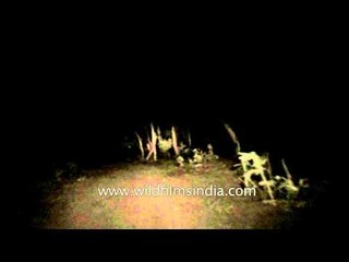 Night safari inside Gangao sanctuary in Panna