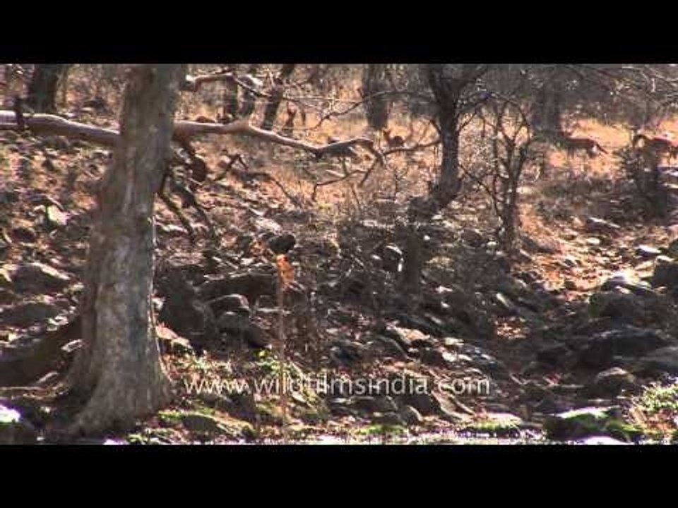 Dhole walks through tall dry grasses