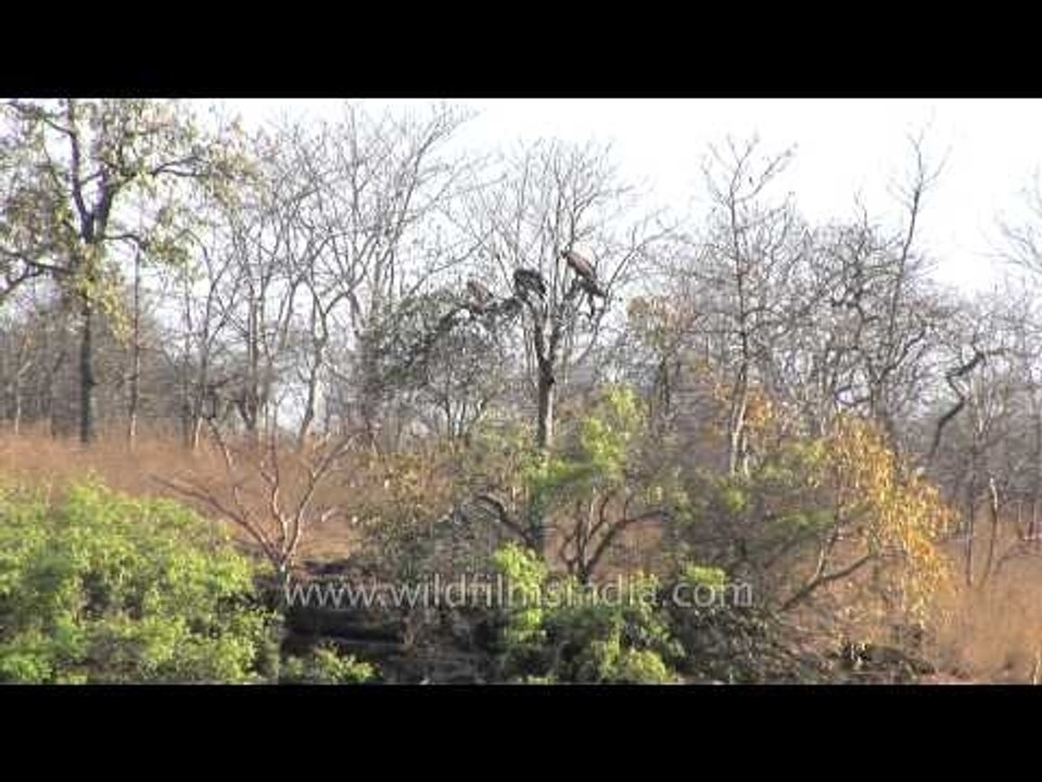 Asian King Vulture
