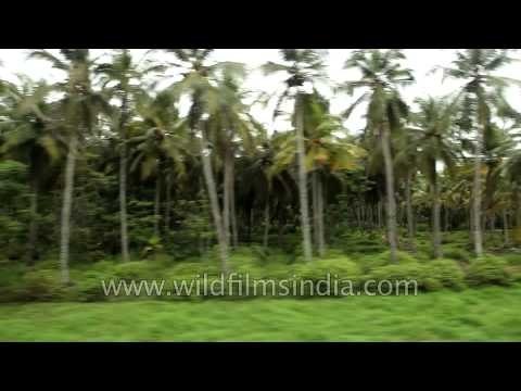 Passing coconut trees: Train journey to Kerala