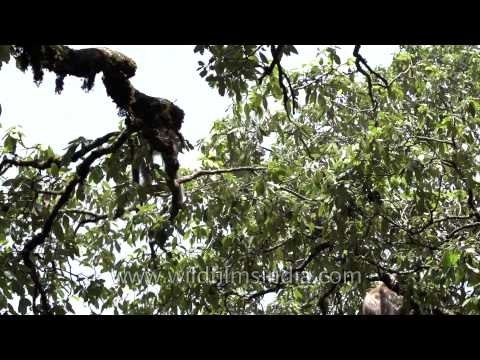 Best of Langurs jumping - slow motion footage!