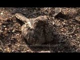 Mysterious nocturnal nightjar bird of the deep forests of central India