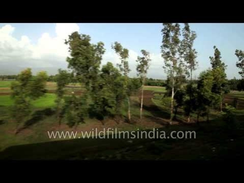 Green fields of Kerala seen through train window