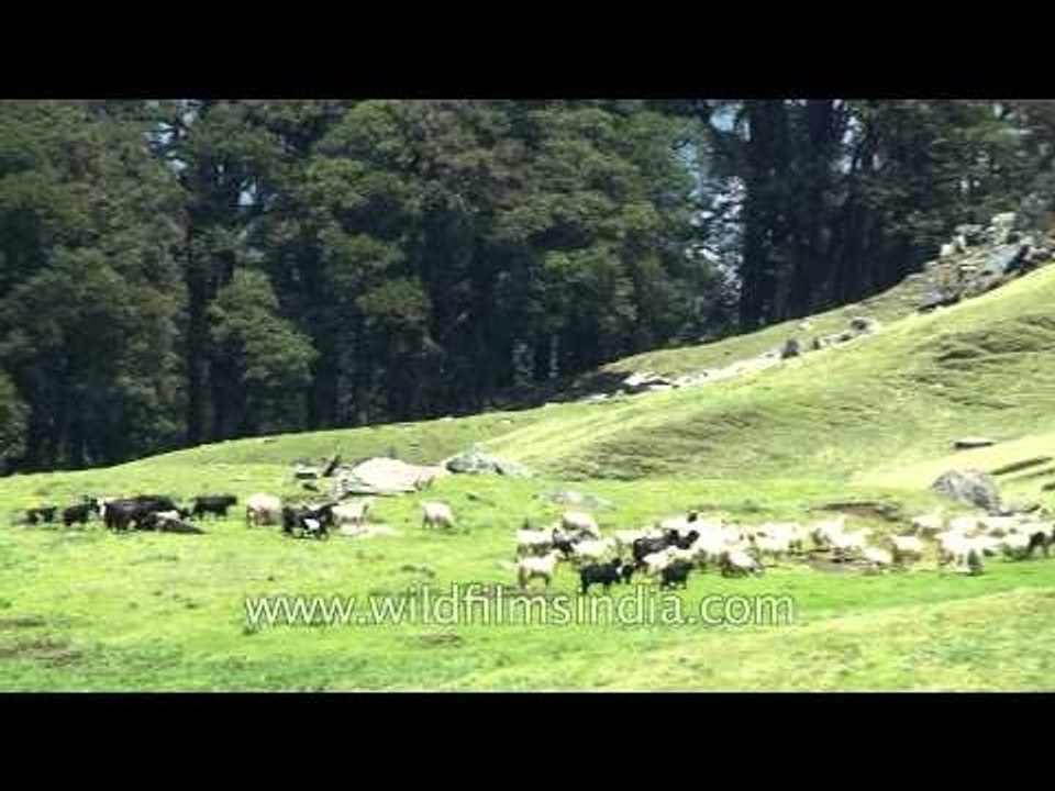 Uttarakhand kuari pass 1039 L56 4
