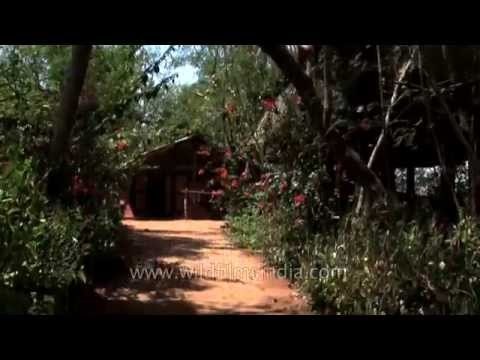 Ken River lodge - a riverside Jungle lodge