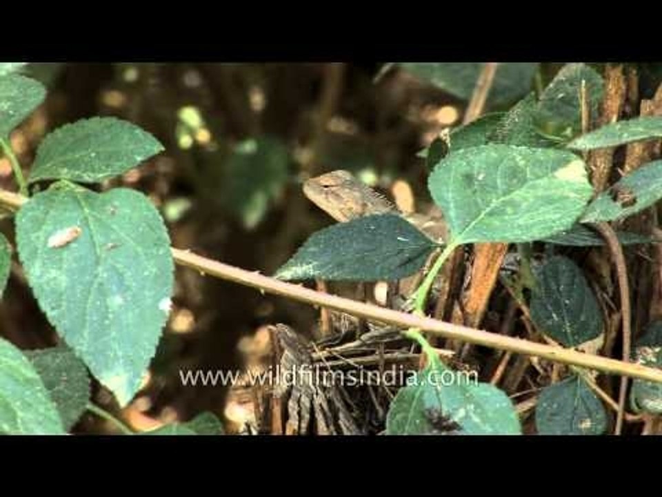 Garden lizard or Calotes versicolor