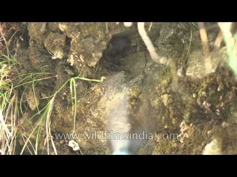 Verditer Flycatcher in slow motion flight to nest cavity