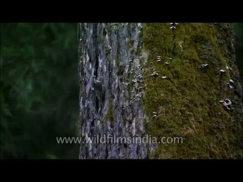 Bar-tailed Tree Creeper approaches nest on deodar tree