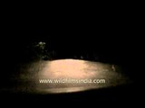 Night safari at buffer zone area in Panna