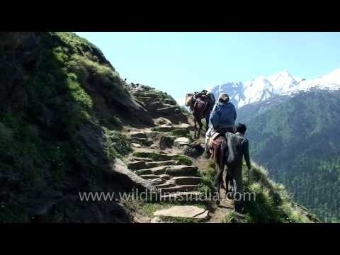 An old lady climbing mountain on a mule - Har-ki-dun trek