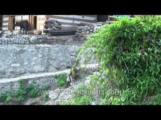 Himalayan village Osla, Uttarakhand