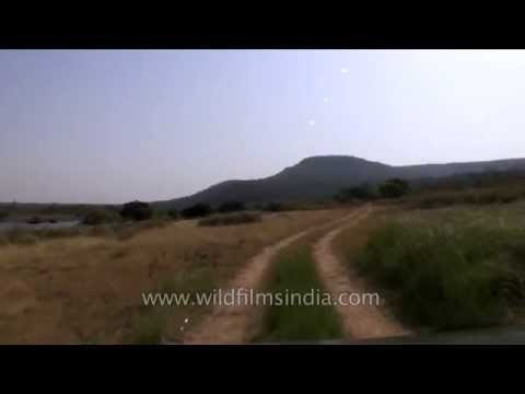 Drive along the Ken River at Panna Tiger Reserve, MP