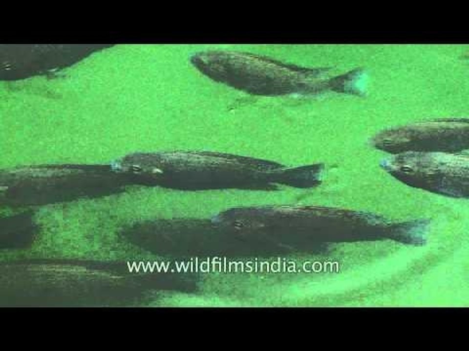 Fishes in shallow water