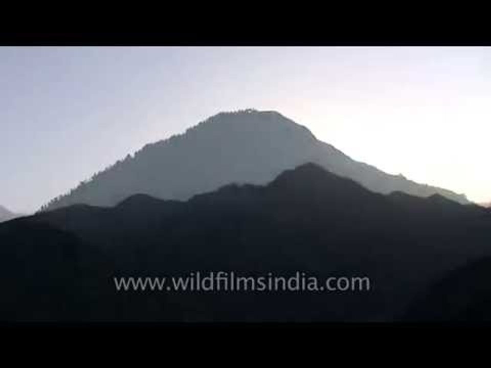 Pine forest en route Naitwar and Jarmola before Har ki dun and Manju Kanda Pass