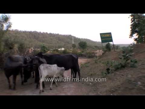 Moving from Ken River Lodge towards Panna Tiger Reserve