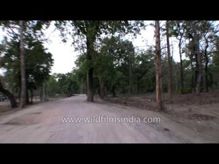 Inside Gangao sanctuary towards Jhinna forest camp in Panna