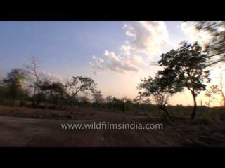 An evening drive at Panna National Park