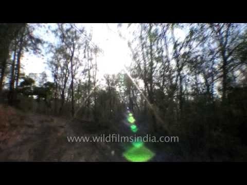 Drive through dry forests at Panna National Park