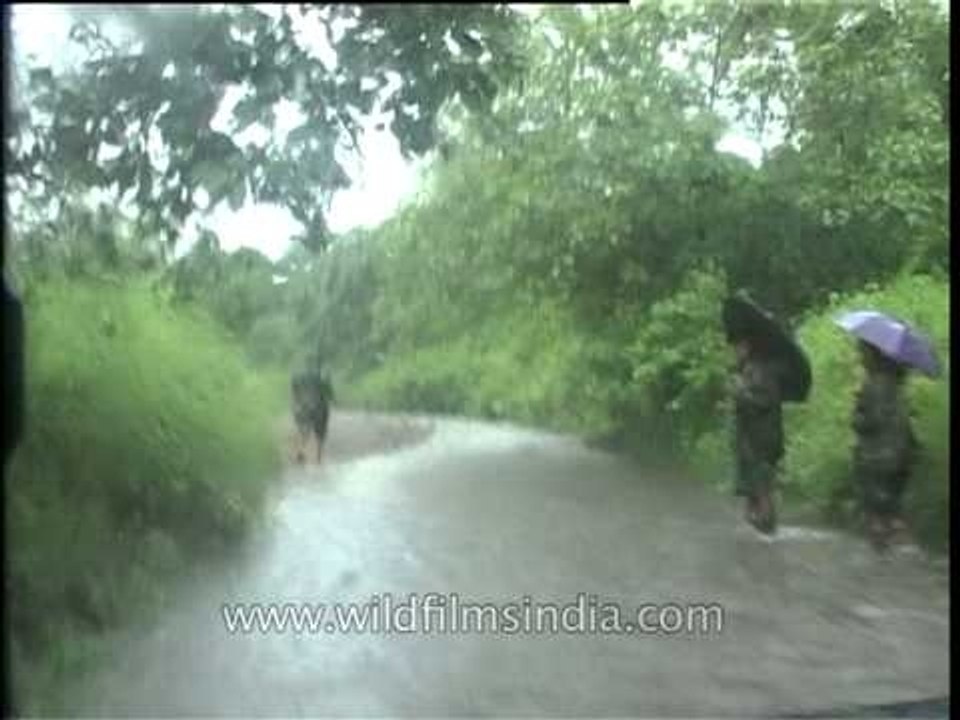 Driving through the dense forest of Kaziranga on a rainy day