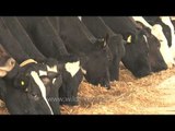 Dairy cows in Punjab - India