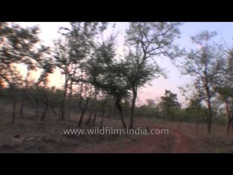 Sunset safari tour inside the Panna Tiger Reserve