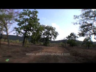 Jeep safari inside the Panna National Park