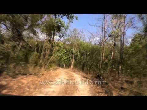 Inside Panna Tiger Reserve