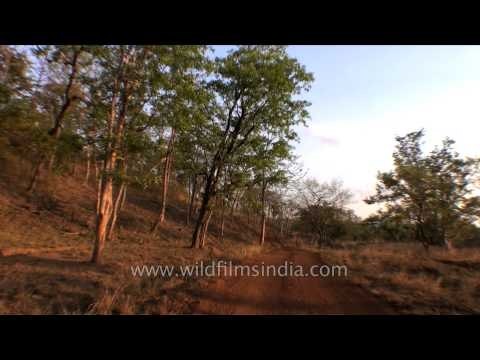 Drive towards Hinauta range of Panna Tiger Reserve