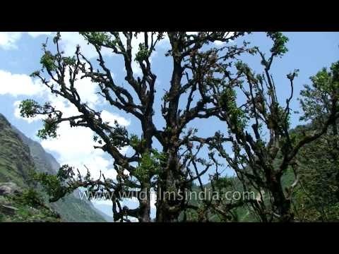 Uttarakhand Har ki dun hdv 1041 L56 2