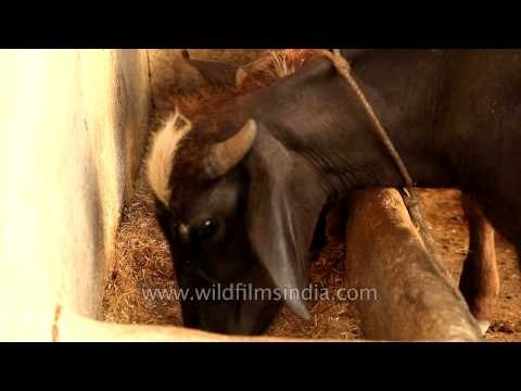 Cattle rearing in a village near Panna in Madhya Pradesh
